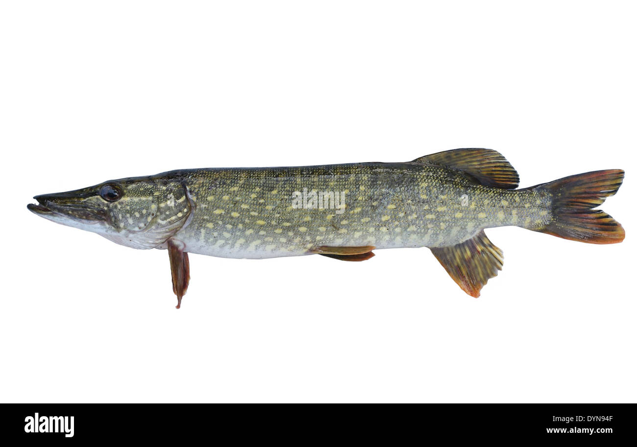 Long brochet sur fond blanc Banque D'Images