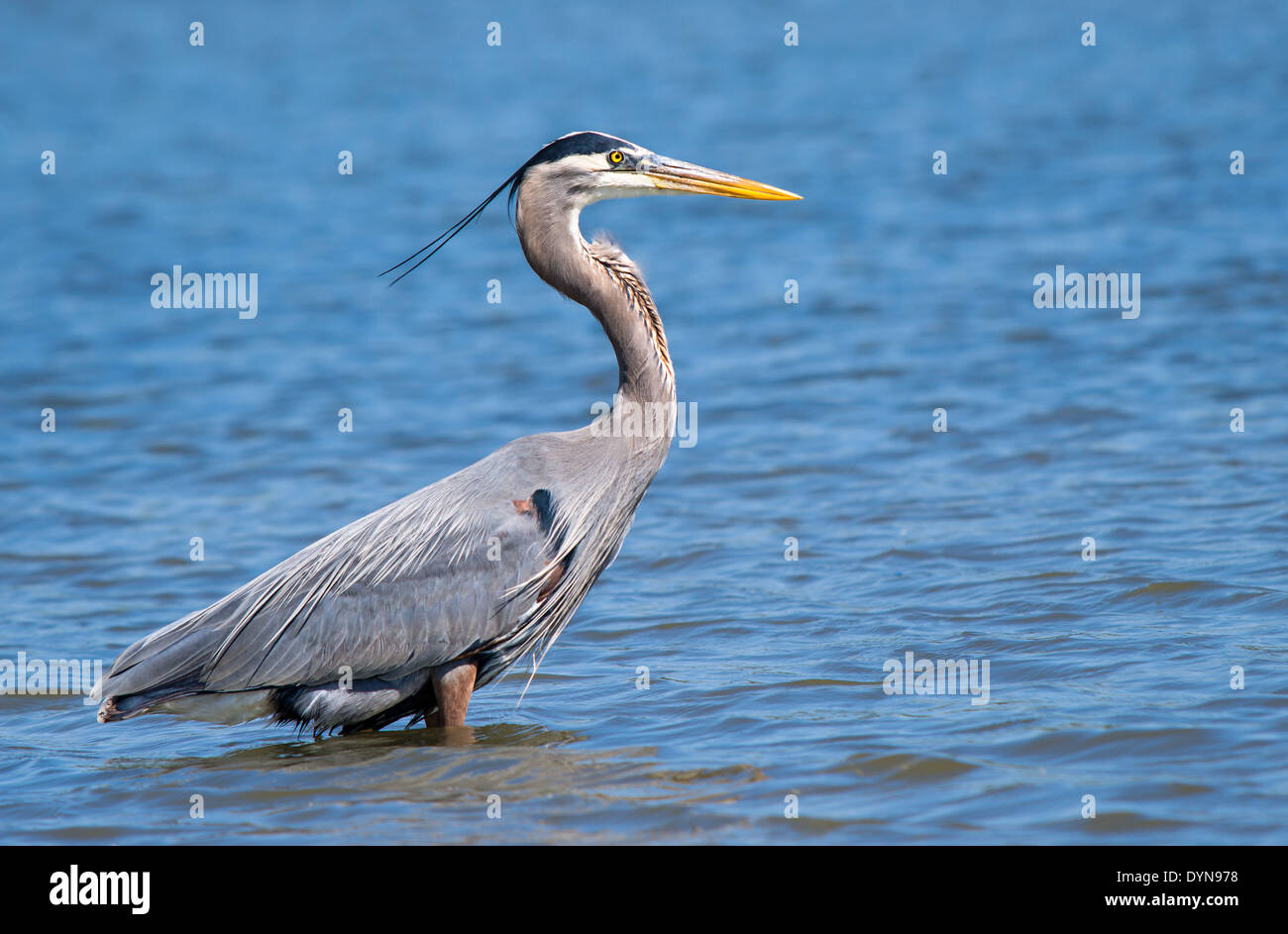 Grand Héron (Ardea herodias) debout dans le lac contre l'eau bleue Banque D'Images Grand Héron (Ardea herodias) debout dans le lac contre l'eau bleue Banque D'Images