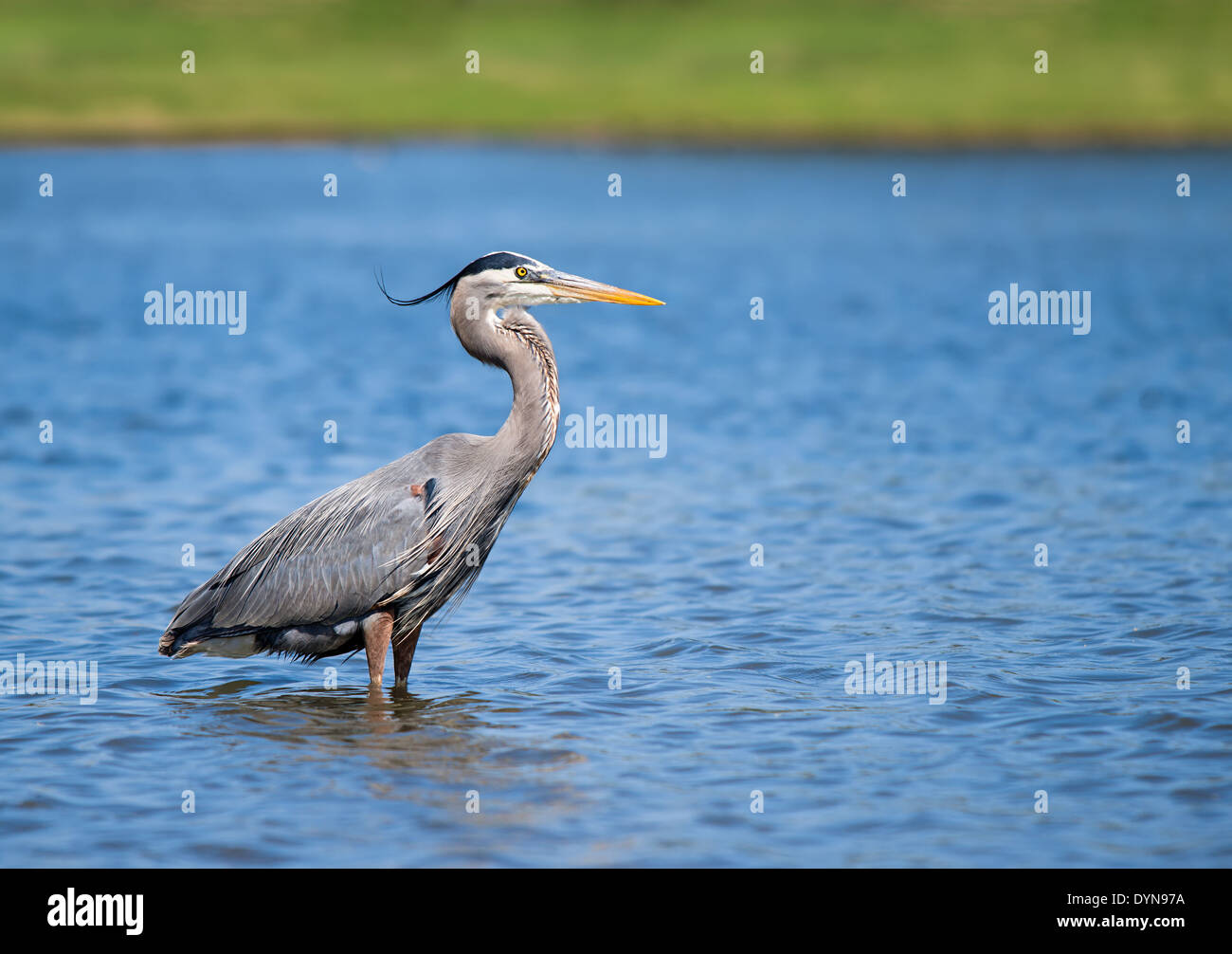 Grand Héron (Ardea herodias) debout dans le lac contre l'eau bleue Banque D'Images Grand Héron (Ardea herodias) debout dans le lac contre l'eau bleue Banque D'Images