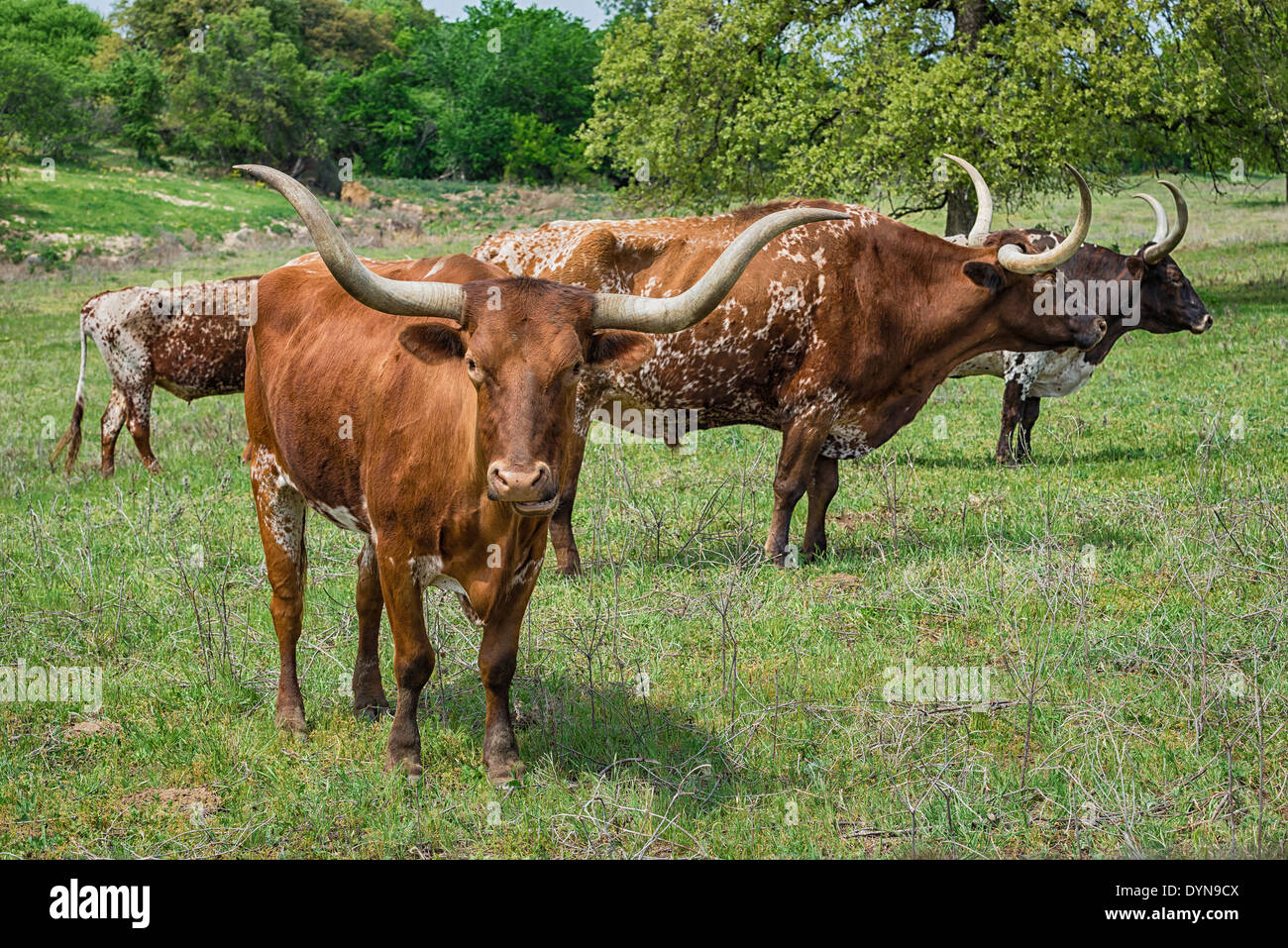 Texas Longhorn le pâturage du bétail sur les pâturages verts Banque D'Images