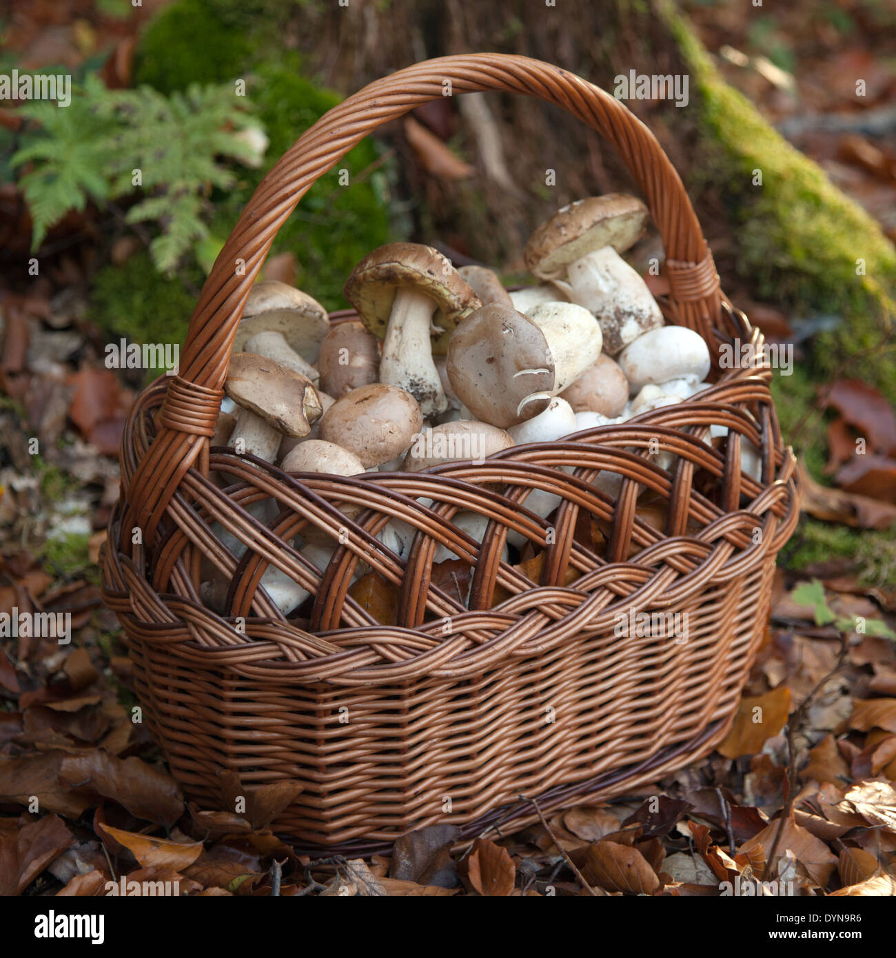 Panier plein de champignons fraîchement cueillis dans la forêt Banque D'Images