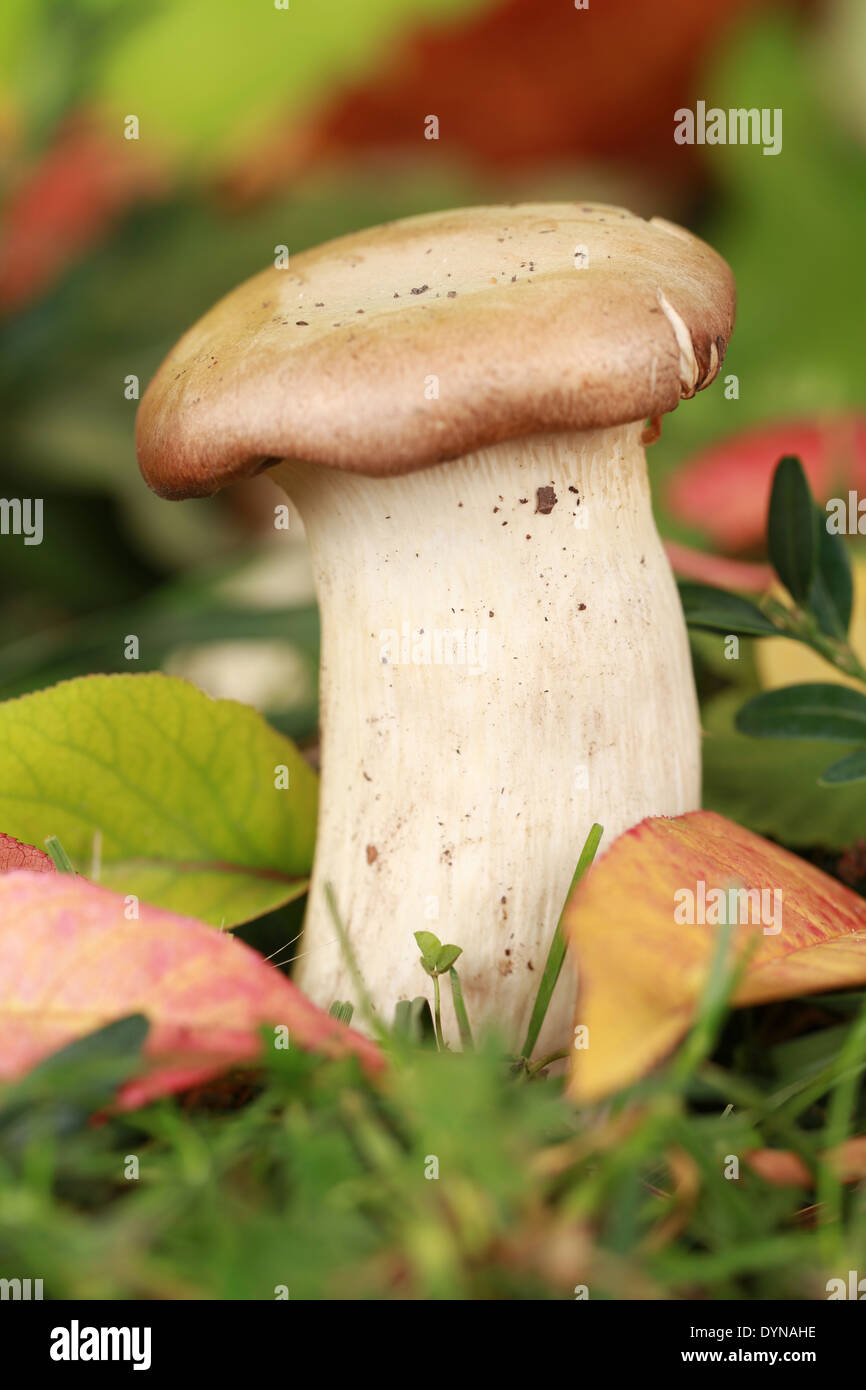 Champignons Abalone dans une forêt en automne Banque D'Images
