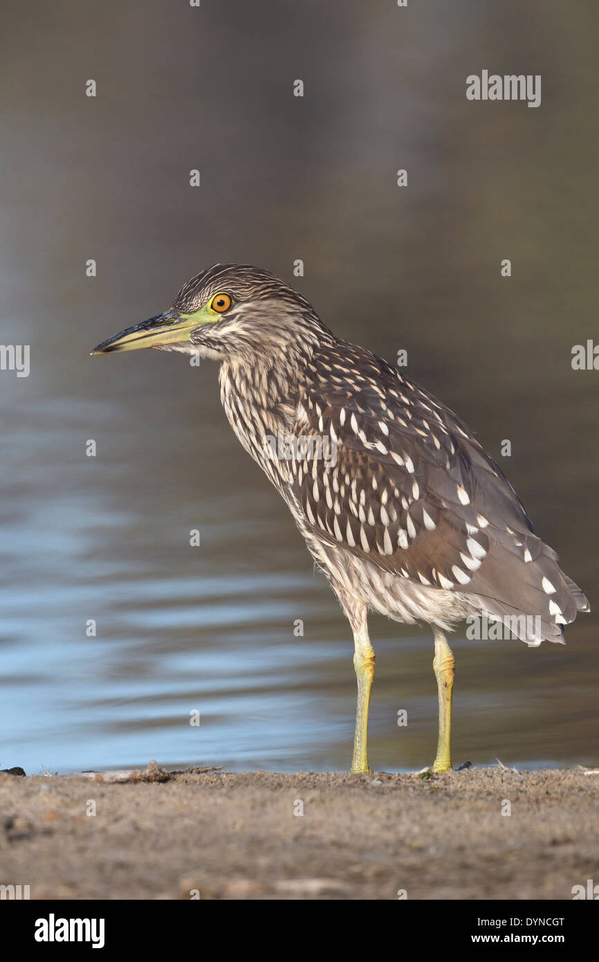 Bihoreau gris - Nycticorax nycticorax - mineur Banque D'Images