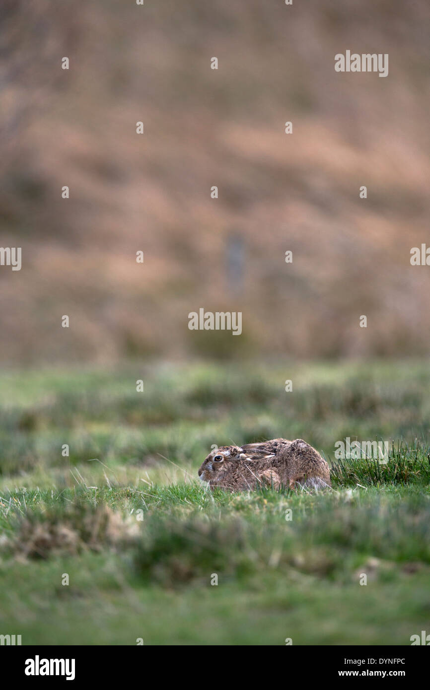 Lièvre brun Lepus capensis ; ; Ecosse ; UK Banque D'Images