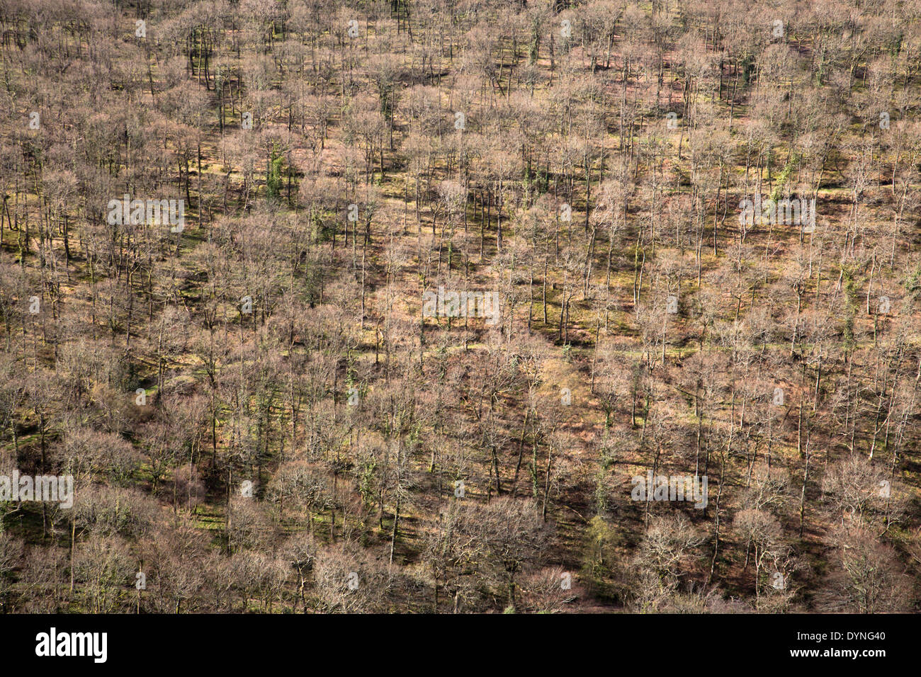 Teign Valley ; Castle Drogo, Devon, UK Banque D'Images