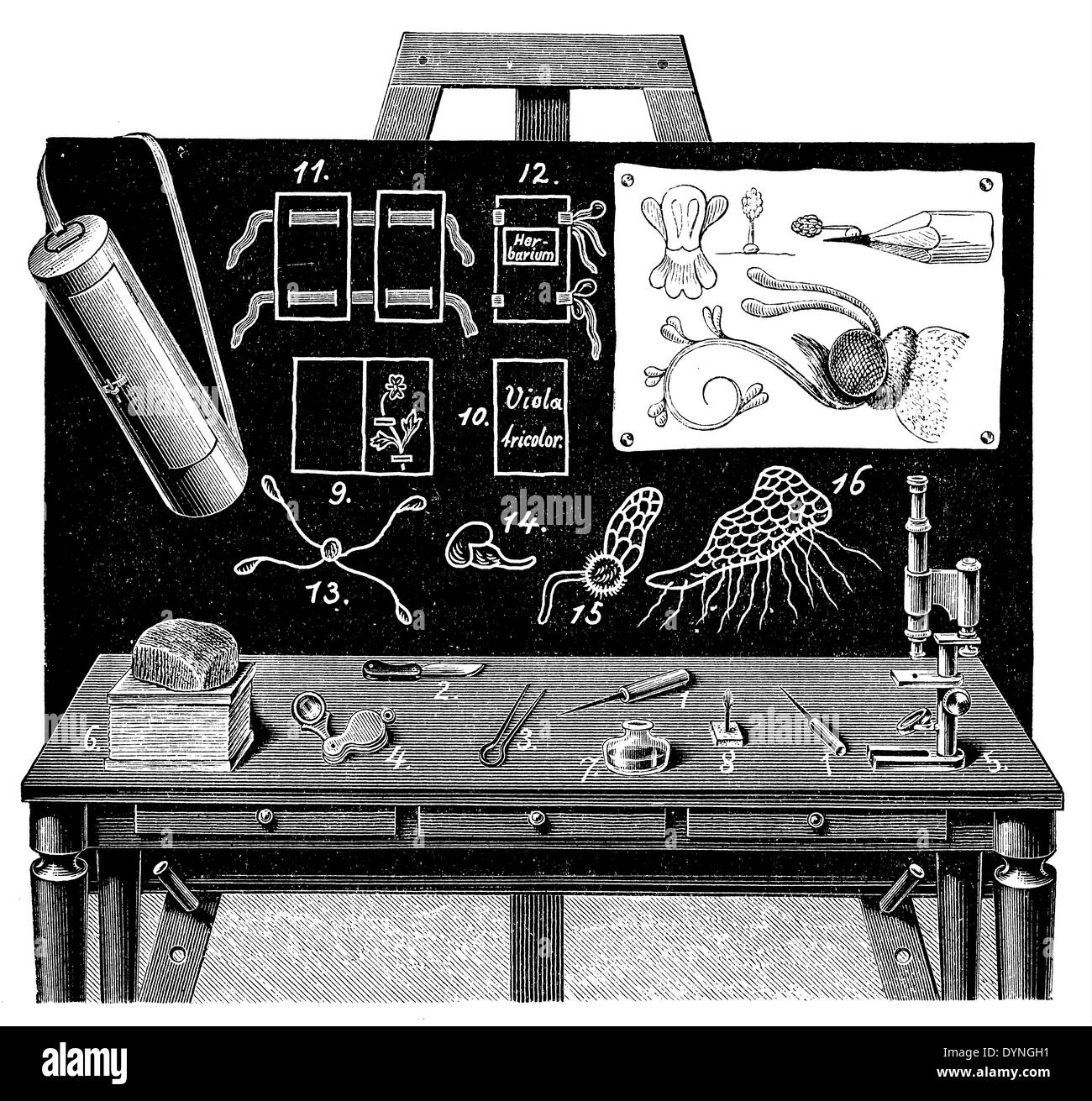 Outils/supports pour les leçons de botanique Banque D'Images