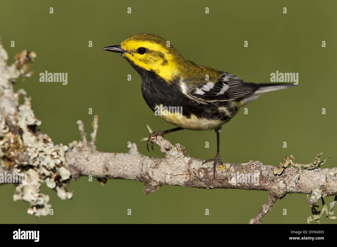 Paruline à gorge noire - Setophaga virens - femme adulte Banque D'Images