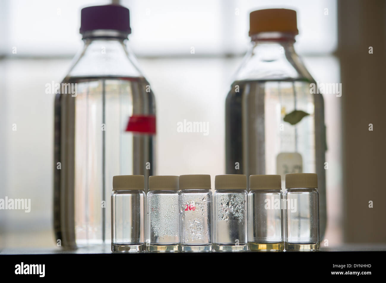 Les contenants de verre dans un laboratoire College Park, Maryland Banque D'Images