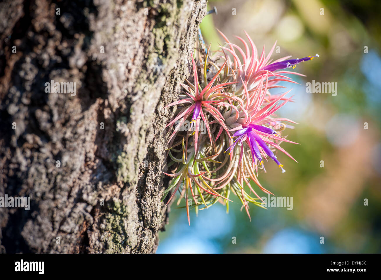 La croissance exotiques accrochées sur tronc d'arbre à Pompano Beach, FL Banque D'Images