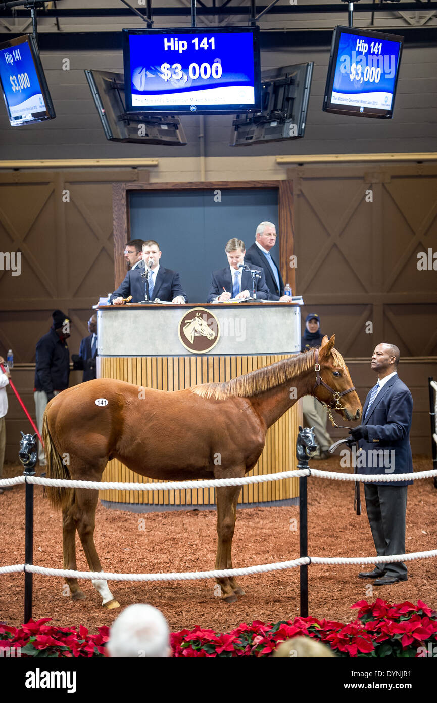 Naissance de l'université du Maryland est vendu à cheval en vente aux enchères de pur-sang MD Timonium Banque D'Images