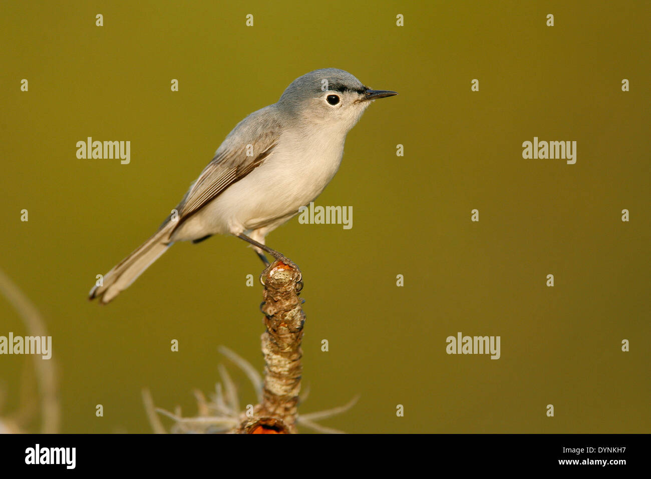 Gobemoucheron gris-bleu Polioptila caerulea - Banque D'Images