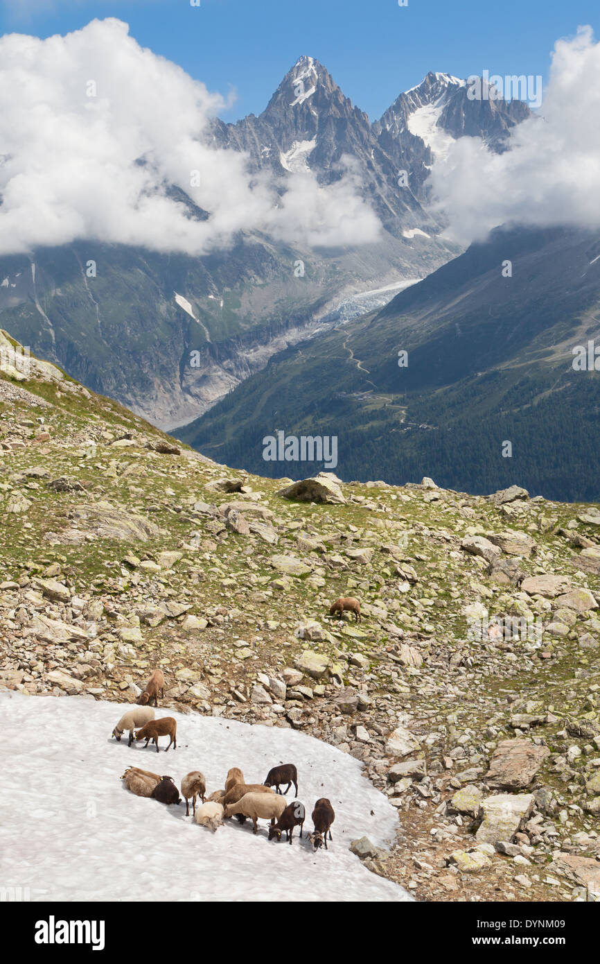 Chèvres sur la neige avec les aiguilles du Chardonnet et de l'Argentière dans l'arrière-plan de Chamonix, France. Banque D'Images