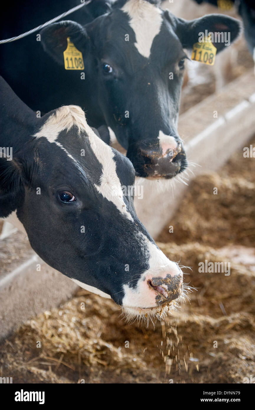 Close up de deux têtes de vaches laitières manger Hagerstown, Maryland Banque D'Images