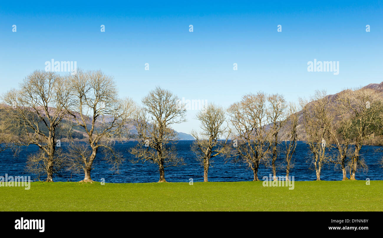 Rangée D'ARBRES AU DÉBUT DU PRINTEMPS À L'extrémité sud du Loch Ness, PRÈS DE FORT AUGUSTUS ÉCOSSE Banque D'Images