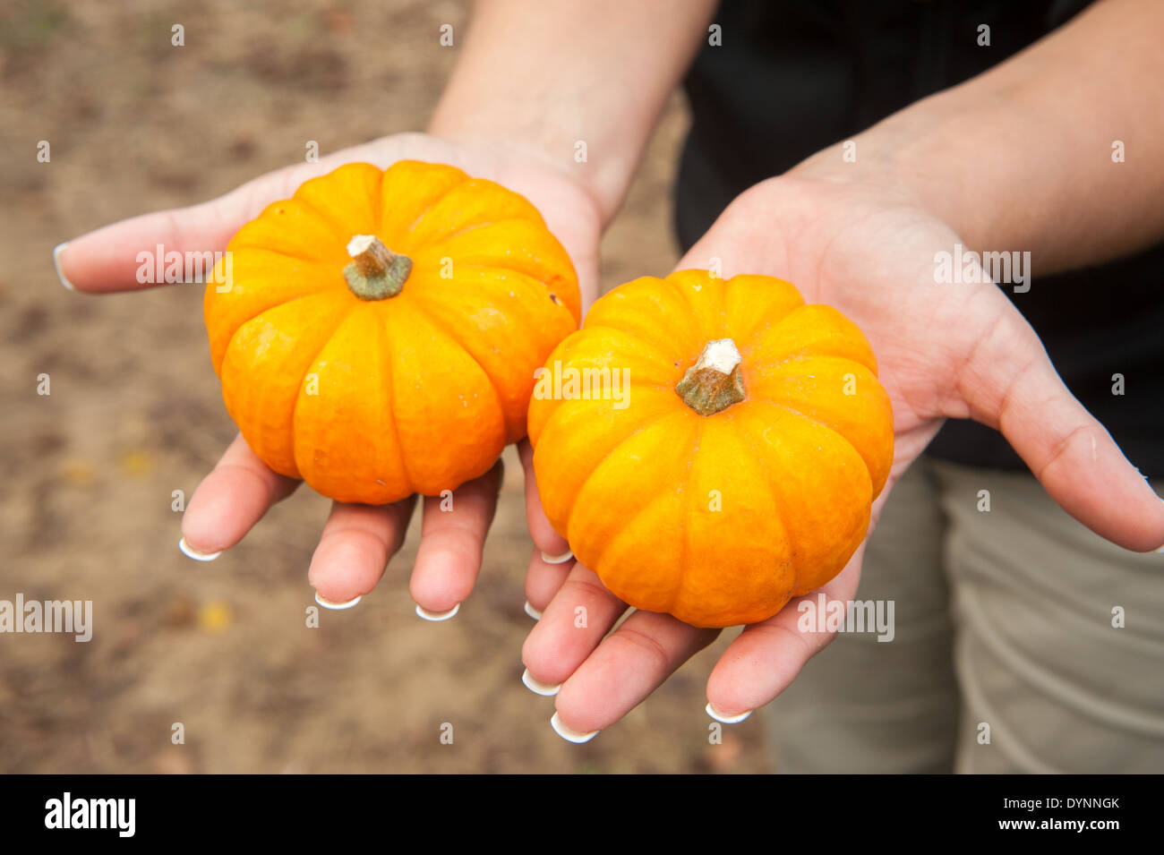 Deux petites citrouilles qui se tient dans chaque main Upper Marlboro MD Banque D'Images