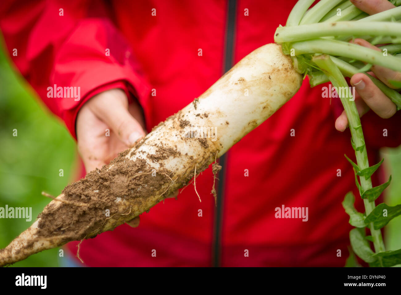 Close-up of hands holding radis daikon couverts de poussière Clarksville, Maryland Banque D'Images