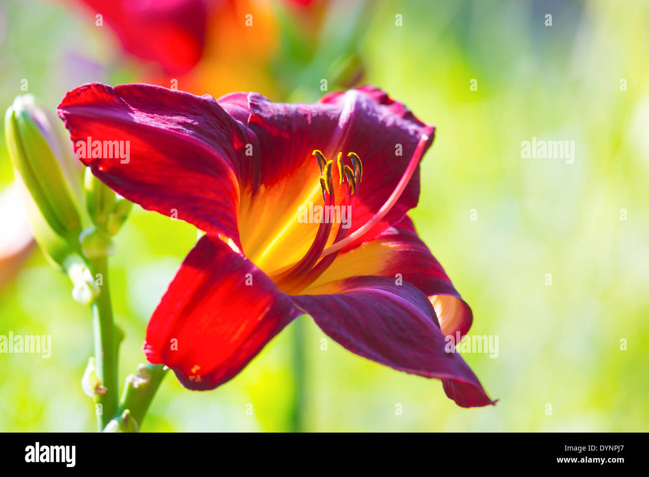 Belle rétro rouge hémérocalle, dans le jardin. Banque D'Images