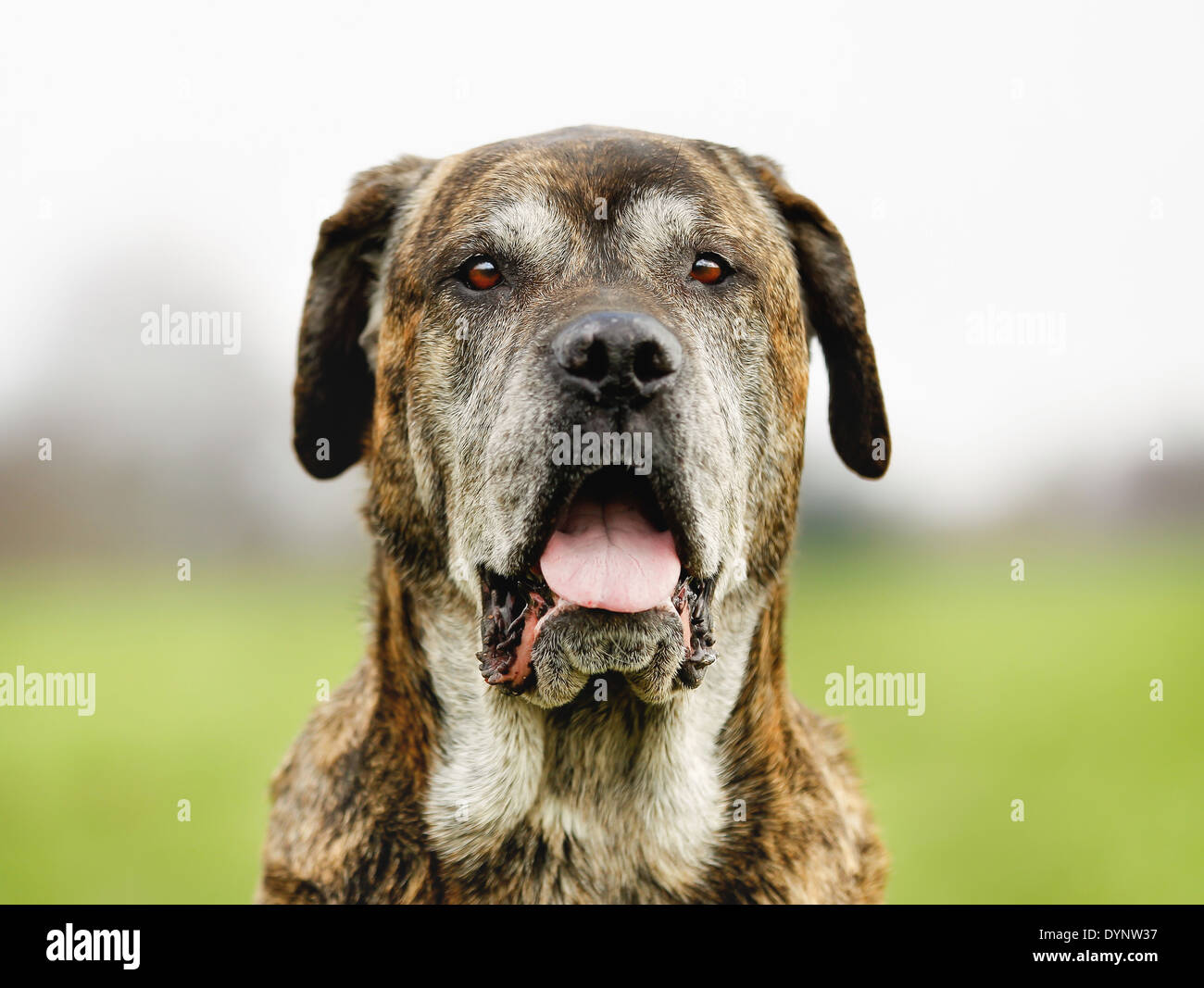 Chien de race mixte, un mélange de Cane Corso et dogue italien. Banque D'Images