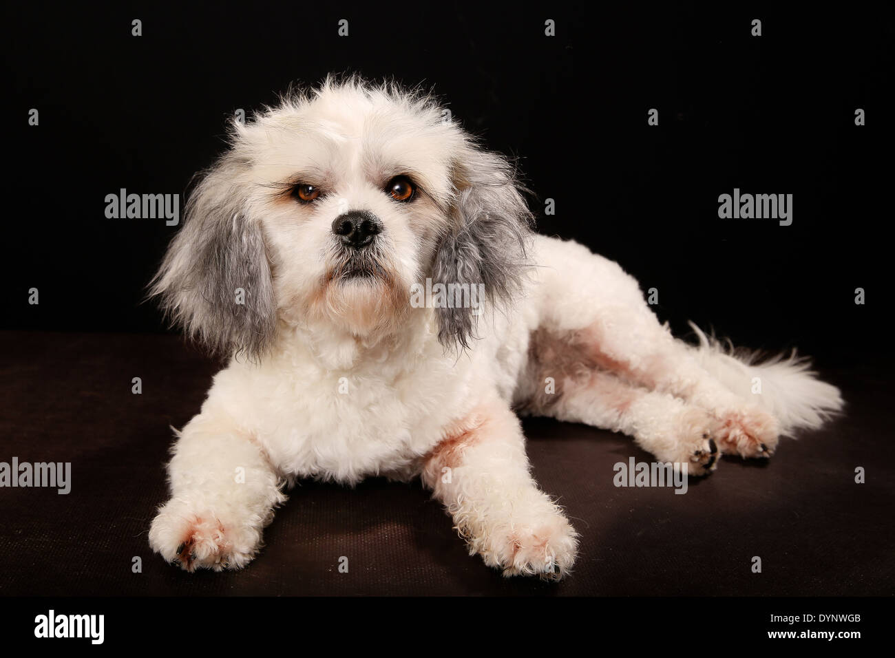 Portrait de chien de race Bichon Havanais lors du toilettage chien session  au salon de coiffure Photo Stock - Alamy
