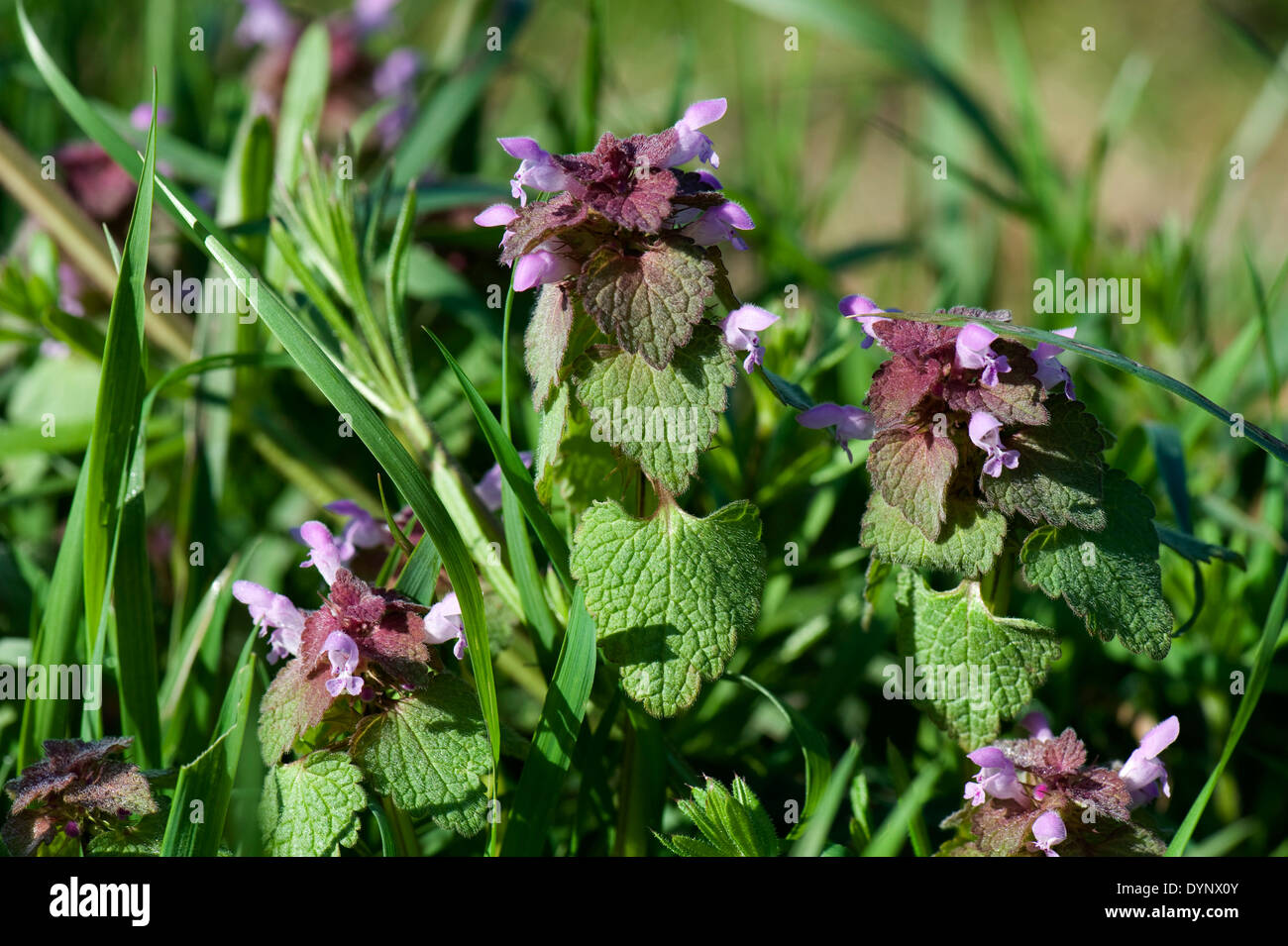 La floraison red dead-nettle Lamium purpureum, fleurs, Banque D'Images