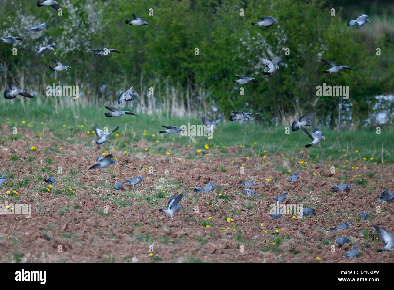 Pigeon Colombin Columba Oenas Groupe Doiseaux En Vol