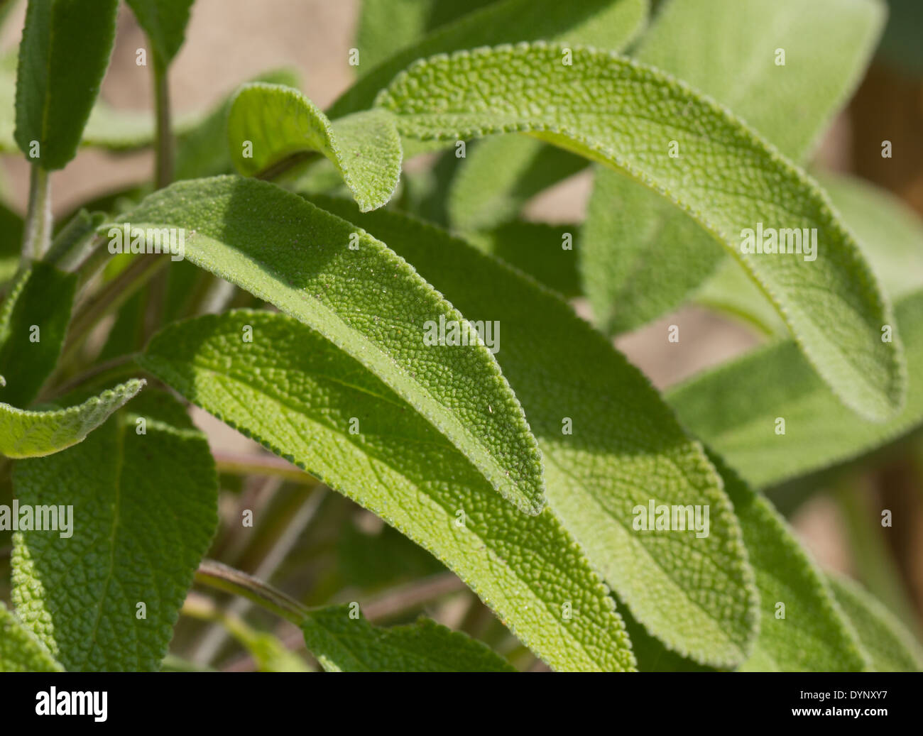 Feuille de sauge vert sain Banque D'Images