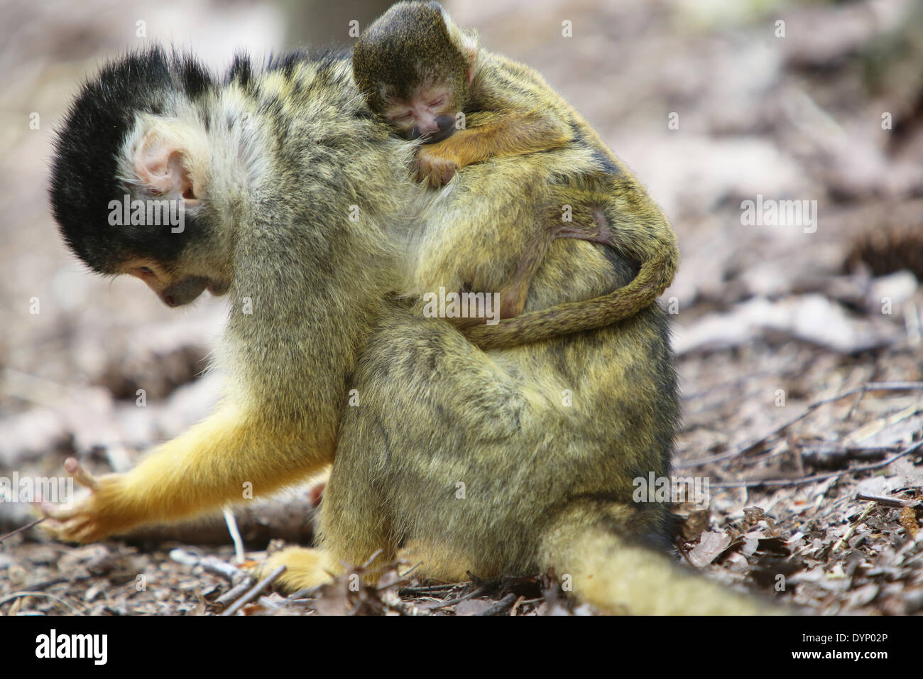 Apeldoorn, aux Pays-Bas. Apr 23, 2014. Quatre nouvelle belle-mère les singes écureuils sont hopping entre le public de Apenheul monkey park dans la ville néerlandaise d'Apeldoorn Mercredi 22-4-2014. En quelques jours, il y a quatre jeunes singes nés et deux singes sont toujours enceinte. Il y a beaucoup moins de naissances que l'an dernier parce qu'il y avait un Apenheul en conflit tribal entre les familles de singes. Si la moitié des singes écureuils ont été transportés dans les zoos allemands le mois dernier. Le reste des 70 singes savent encore de divertir le public. Foto : VidiPhoto - dpa © AFP PHOTO alliance/Alamy Li Banque D'Images