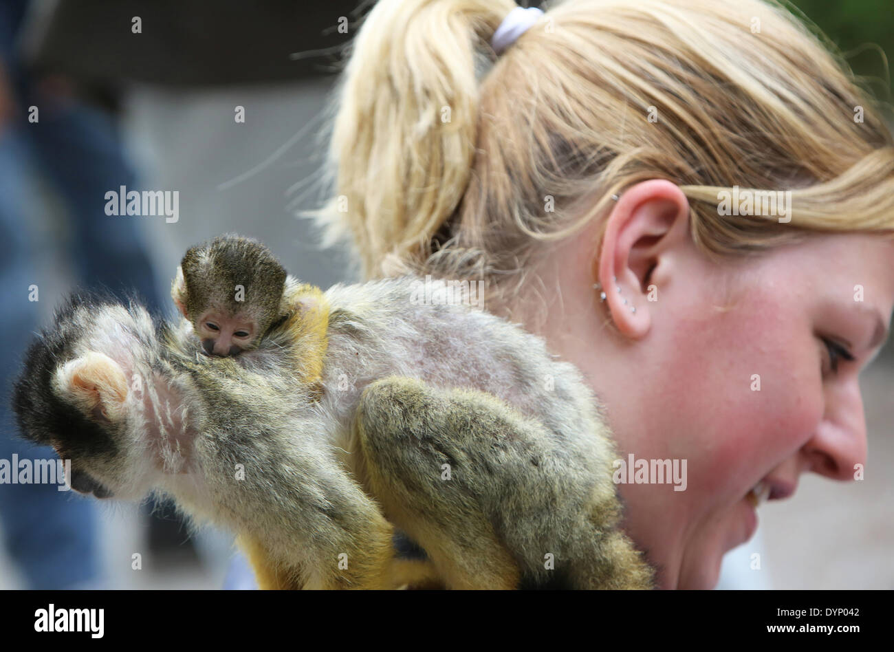 Apeldoorn, aux Pays-Bas. Apr 23, 2014. Quatre nouvelle belle-mère les singes écureuils sont hopping entre le public de Apenheul monkey park dans la ville néerlandaise d'Apeldoorn Mercredi 22-4-2014. En quelques jours, il y a quatre jeunes singes nés et deux singes sont toujours enceinte. Il y a beaucoup moins de naissances que l'an dernier parce qu'il y avait un Apenheul en conflit tribal entre les familles de singes. Si la moitié des singes écureuils ont été transportés dans les zoos allemands le mois dernier. Le reste des 70 singes savent encore de divertir le public. Dpa : Crédit photo alliance/Alamy Live News Banque D'Images