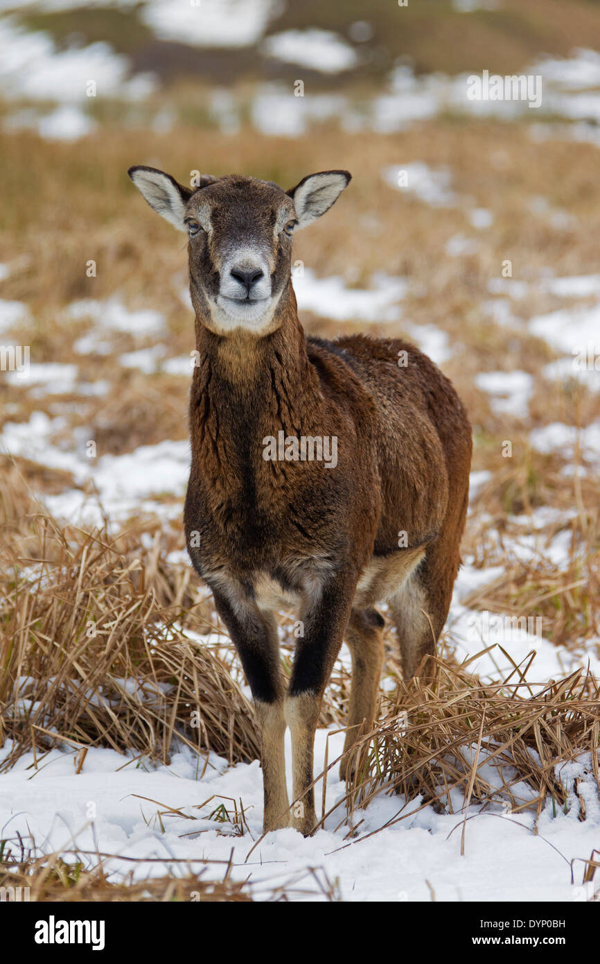 Mouflon (Ovis gmelini européenne / Ovis ammon musimon / Ovis orientalis musimon) brebis dans la neige en hiver Banque D'Images