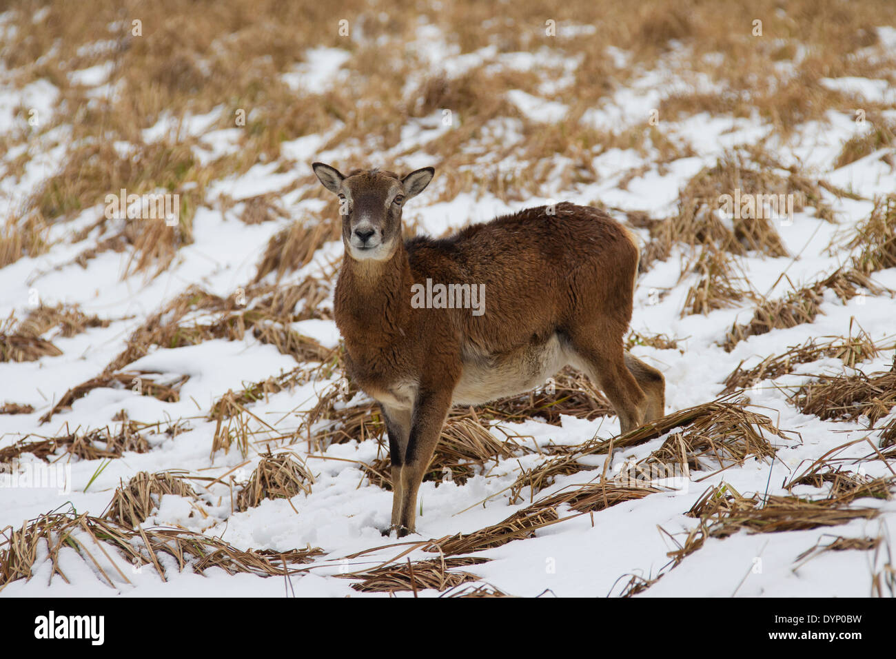 Mouflon (Ovis gmelini européenne / Ovis ammon musimon / Ovis orientalis musimon) brebis dans la neige en hiver Banque D'Images