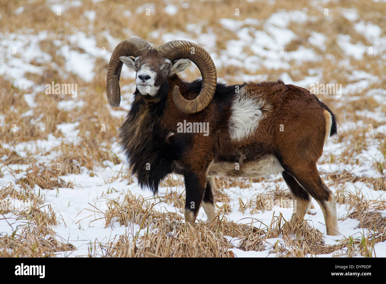 Mouflon (Ovis gmelini européenne / Ovis ammon musimon / Ovis orientalis musimon) ram dans la neige en hiver Banque D'Images