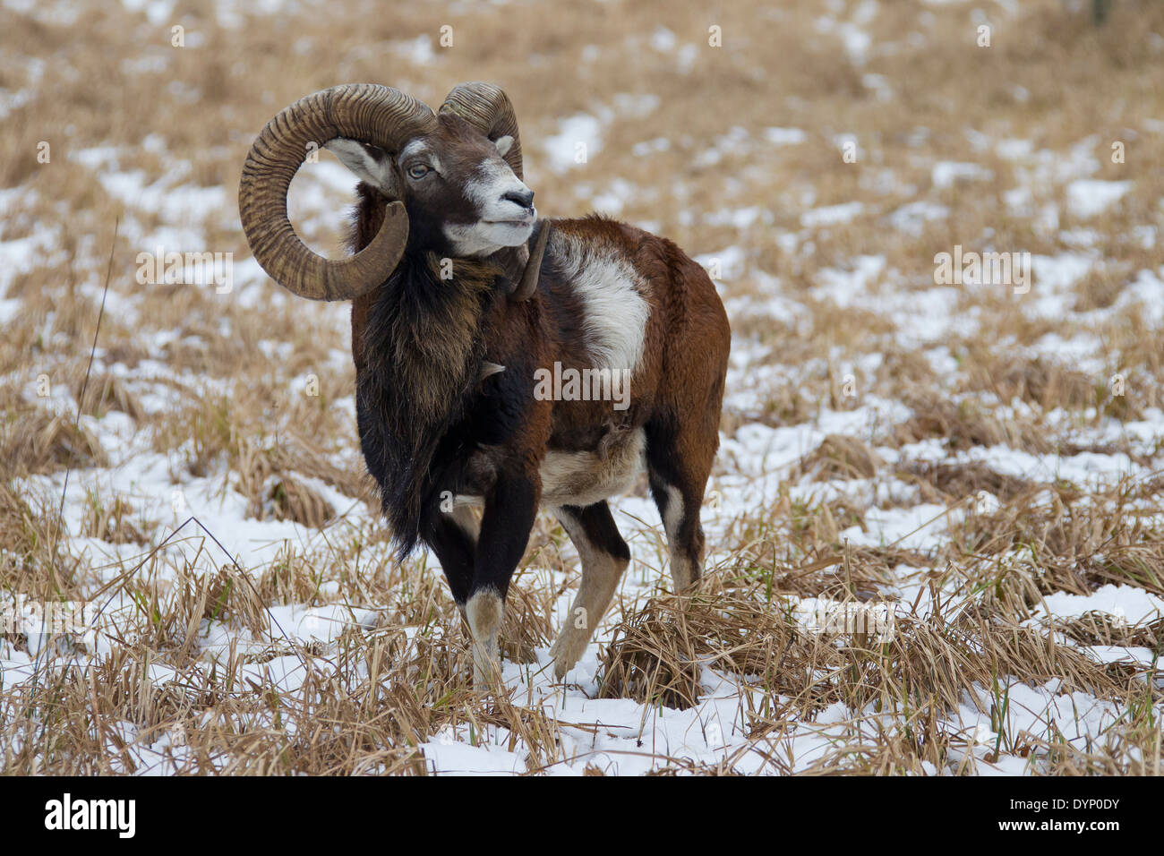 Mouflon (Ovis gmelini européenne / Ovis ammon musimon / Ovis orientalis musimon) ram dans la neige en hiver Banque D'Images