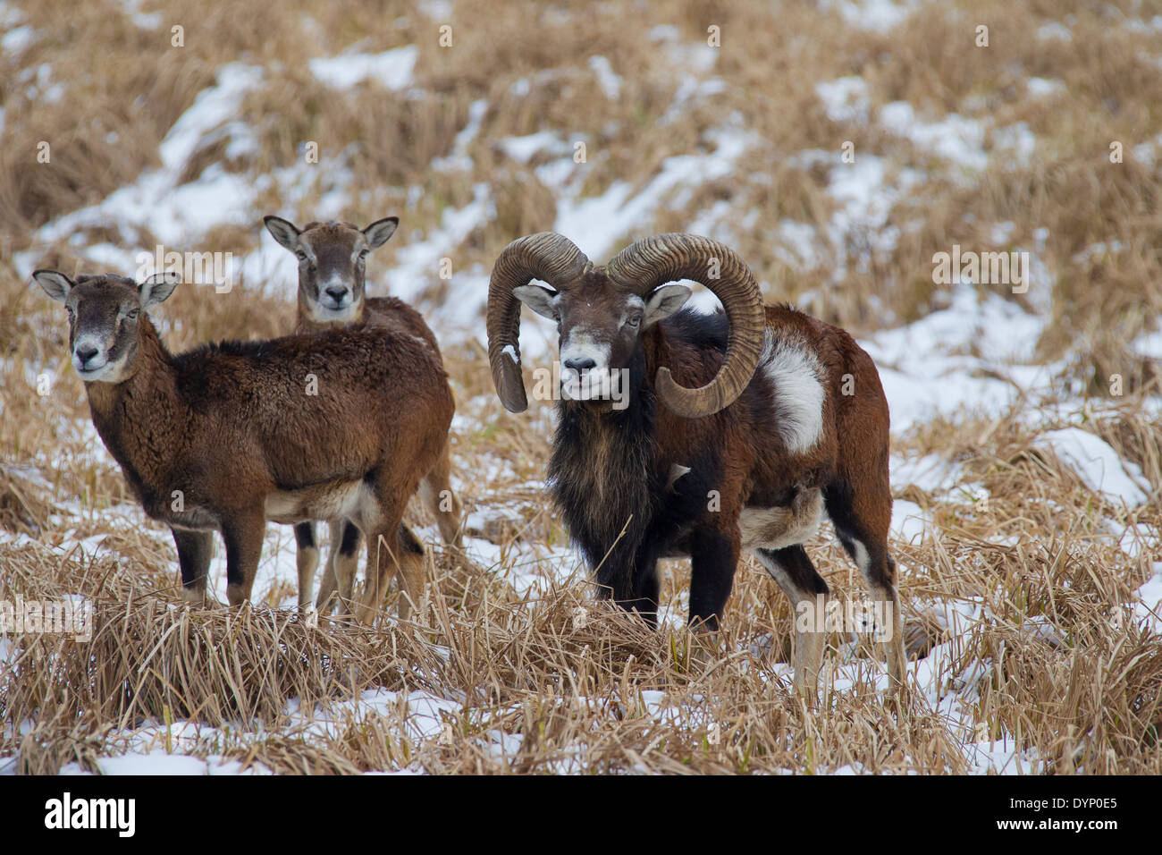Mouflon (Ovis gmelini européenne / Ovis ammon musimon / Ovis orientalis musimon) ram avec brebis dans la neige en hiver Banque D'Images