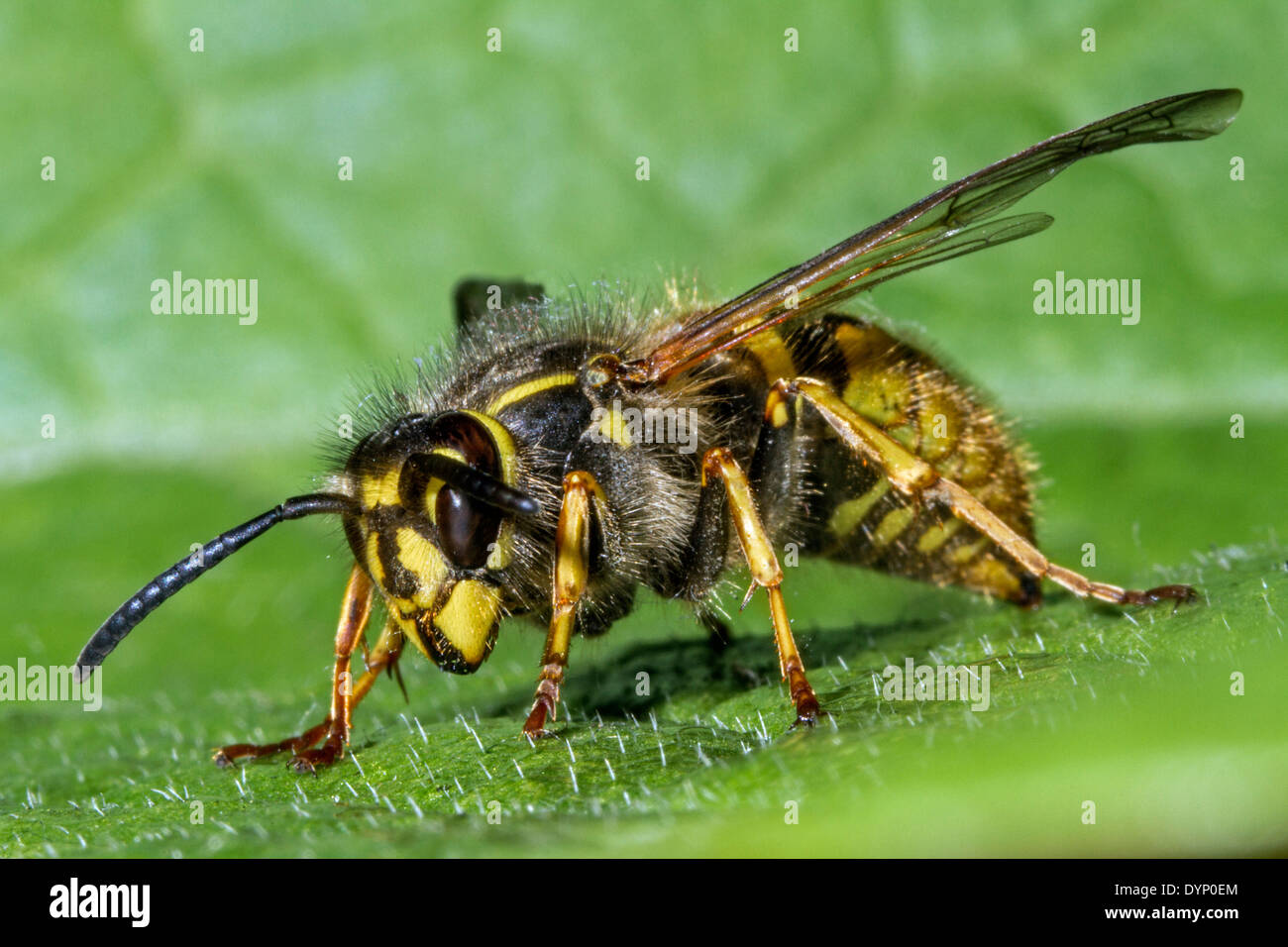 Guêpe commune (Vespula Vulgaris) queen on leaf Banque D'Images