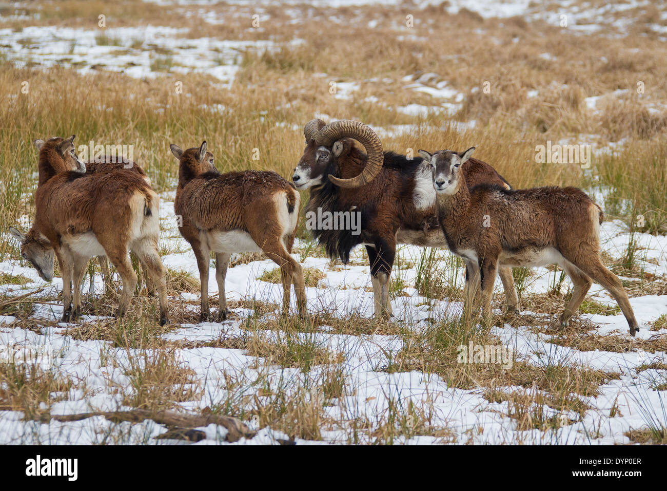 Mouflon (Ovis gmelini européenne / Ovis ammon musimon / Ovis orientalis musimon) ram avec brebis dans la neige en hiver Banque D'Images Mouflon (Ovis gmelini européenne / Ovis ammon musimon / Ovis orientalis musimon) ram avec brebis dans la neige en hiver Banque D'Images