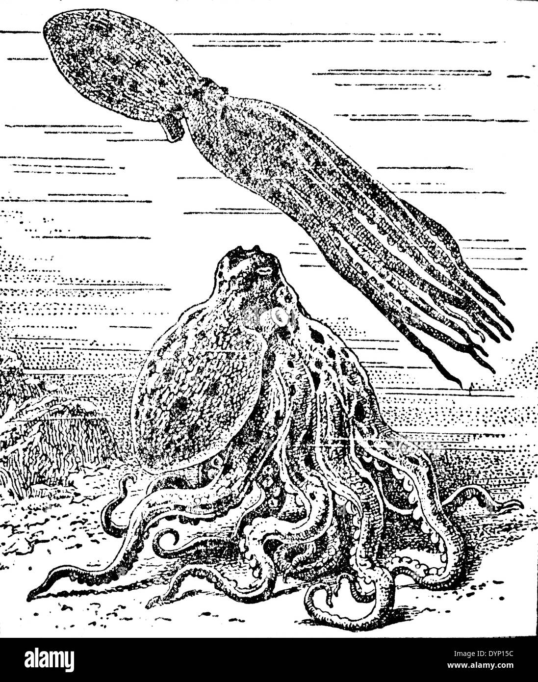 Le poulpe, illustration de l'Encyclopédie Soviétique, 1929 Banque D'Images