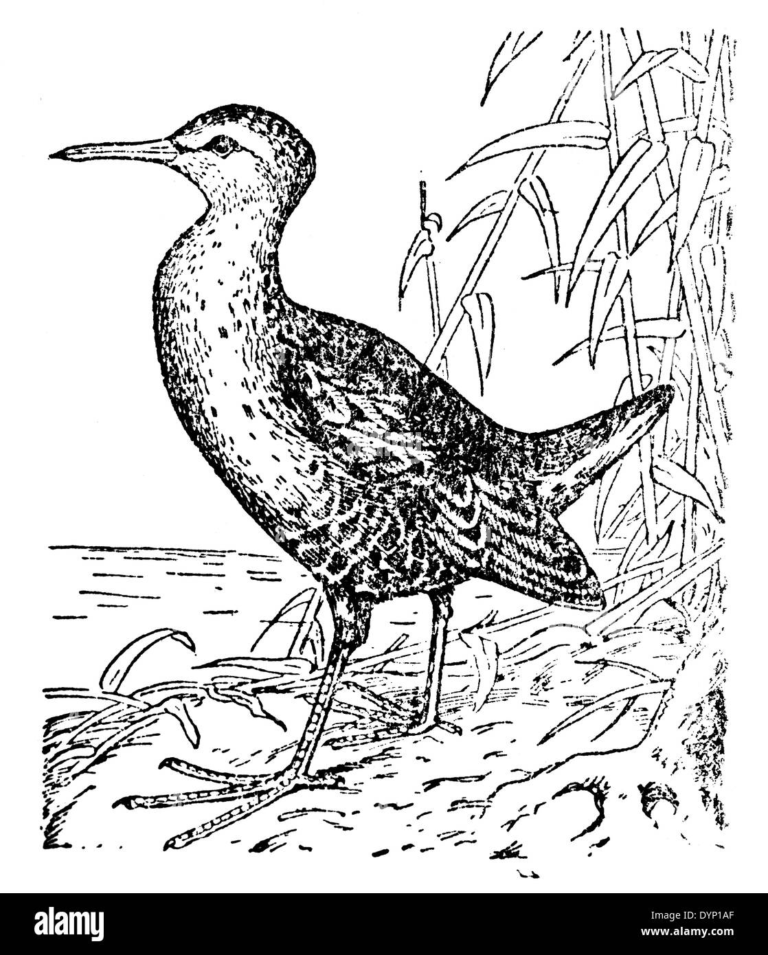 Rampe d'eau (Rallus aquaticus), illustration de l'Encyclopédie Soviétique, 1928 Banque D'Images