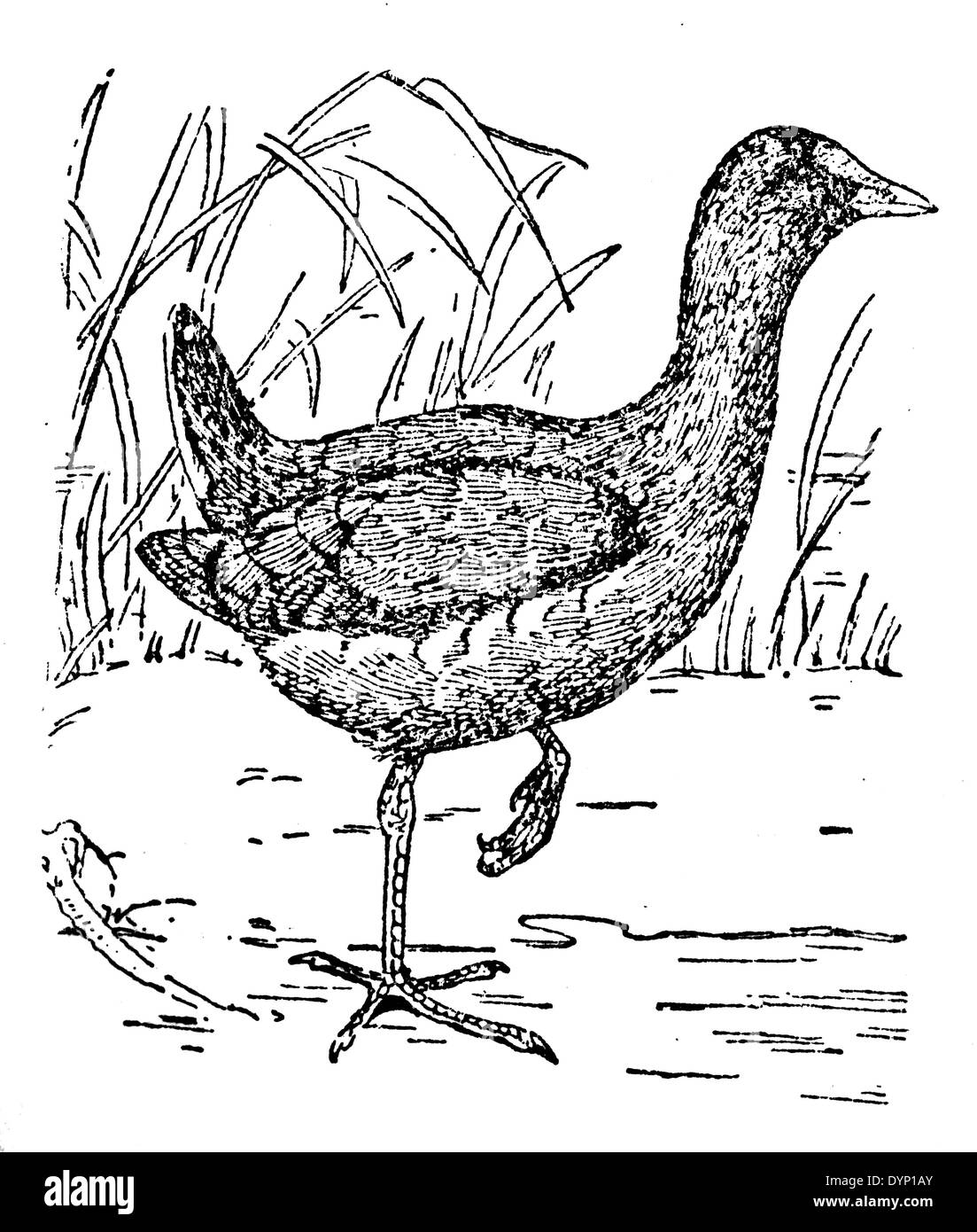 La Gallinule poule-d'eau (Gallinula chloropus), illustration de l'Encyclopédie Soviétique, 1928 Banque D'Images