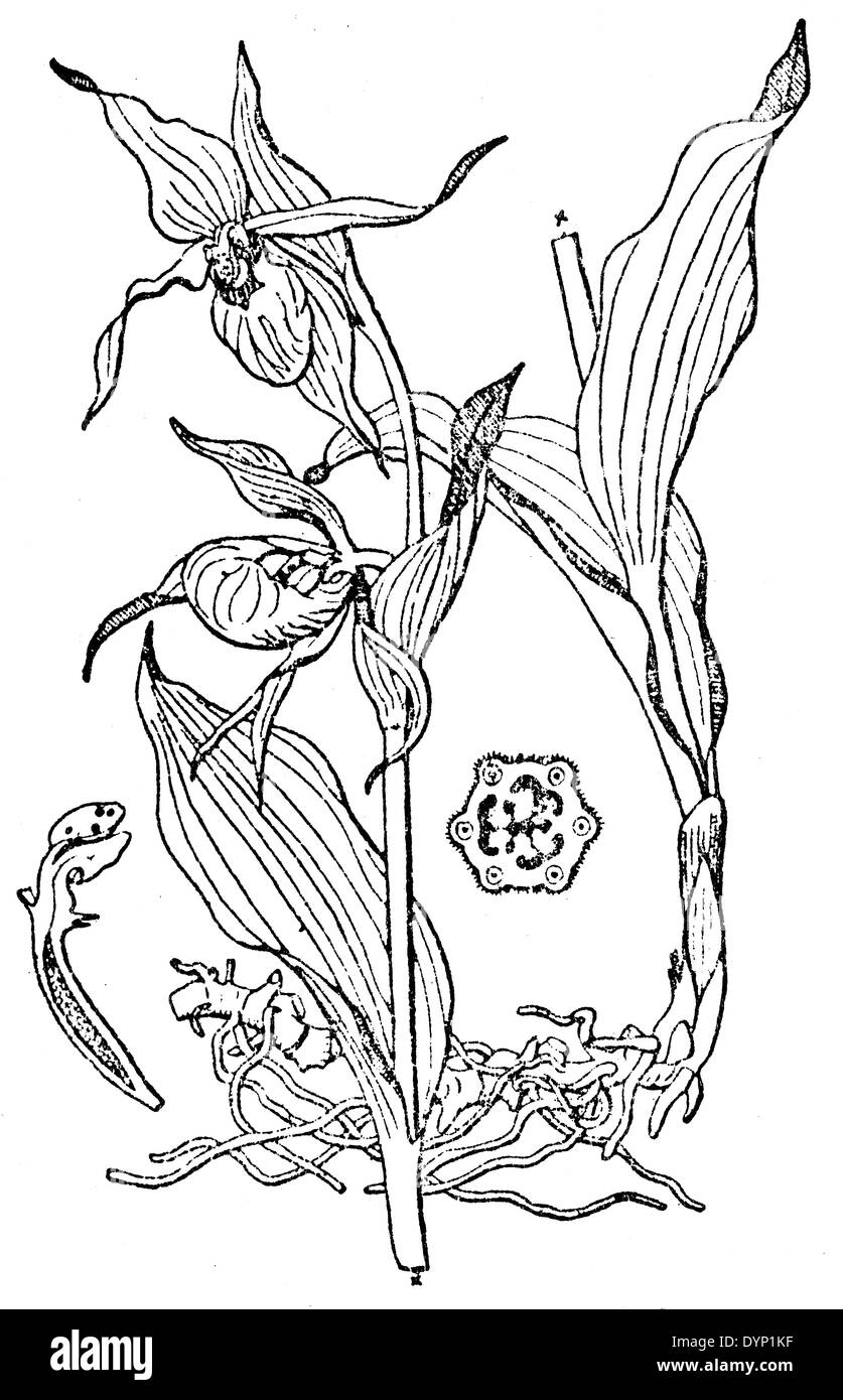 Le cypripède blanc (Cypripedium calceolus), illustration de l'Encyclopédie Soviétique, 1928 Banque D'Images