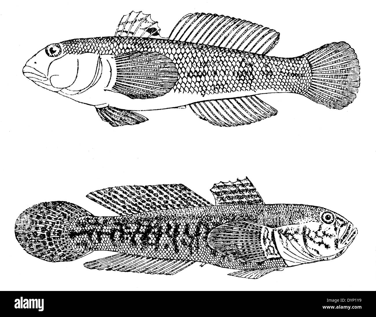 Le gobie à taches noires (Neogobius melanostomus) et d'herbe (Zosterisessor ophiocephalus gobie), illustration de l'Encyclopédie Soviétique, 1927 Banque D'Images