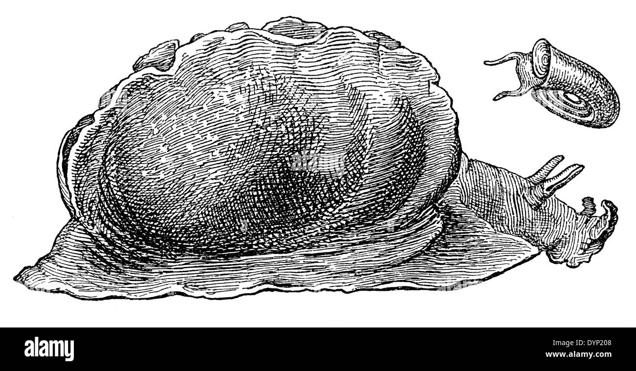 Epilateur (lièvre de mer, Aplysia depilans) illustration de l'Encyclopédie Soviétique, 1927 Banque D'Images