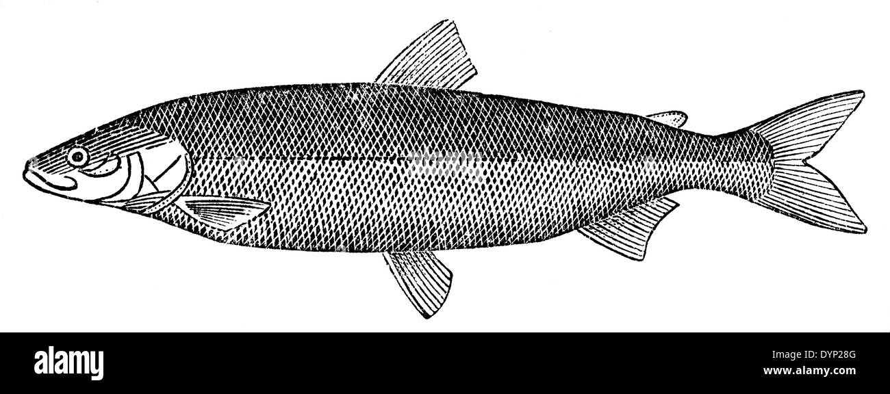 Stenodus leucichthys, poisson, illustration de l'Encyclopédie Soviétique, 1927 Banque D'Images