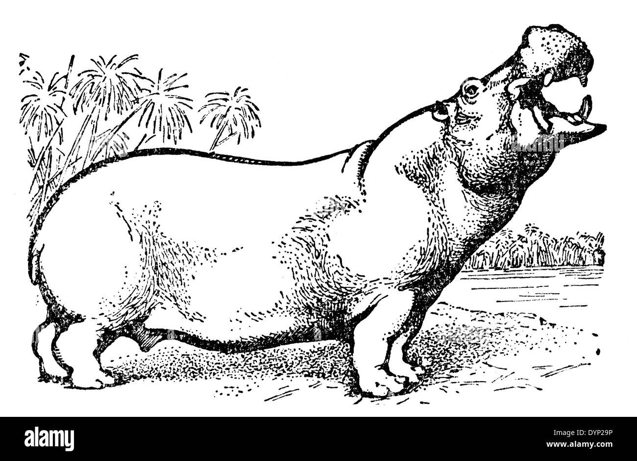 Hippopotame (Hippopotamus amphibius), illustration de l'Encyclopédie Soviétique, 1927 Banque D'Images