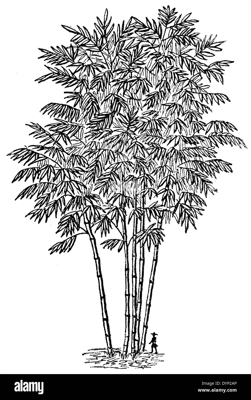 Golden Bambou (Bambusa vulgaris), illustration de l'Encyclopédie Soviétique, 1926 Banque D'Images