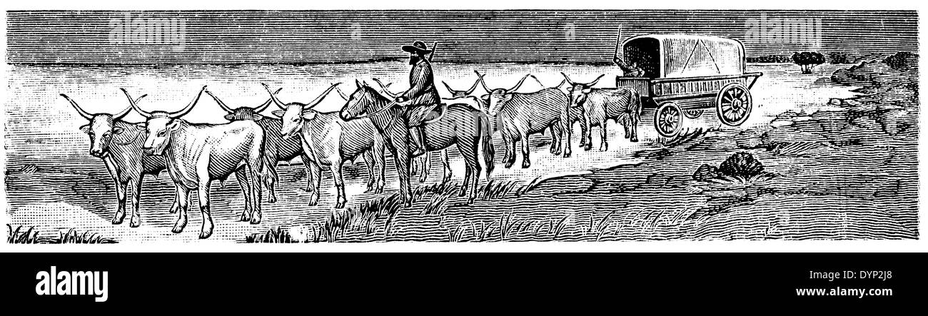 Les taureaux avec transport, Afrique du Sud des Boers, illustration de l'Encyclopédie Soviétique, 1926 Banque D'Images