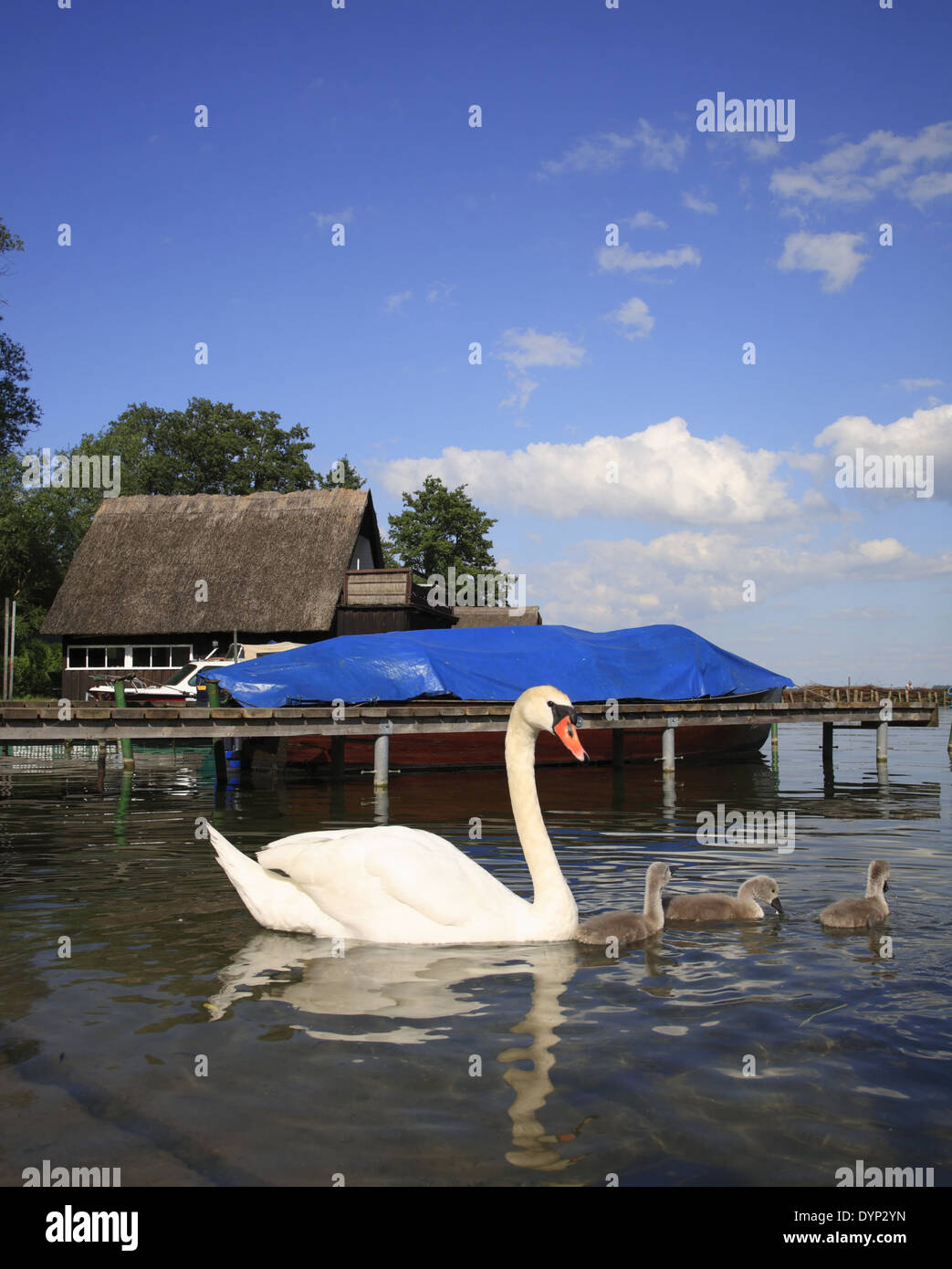 Famille de cygnes sur le lac Schweriner See, Schwerin, Mecklembourg Poméranie occidentale, l'Allemagne, de l'Europe Banque D'Images