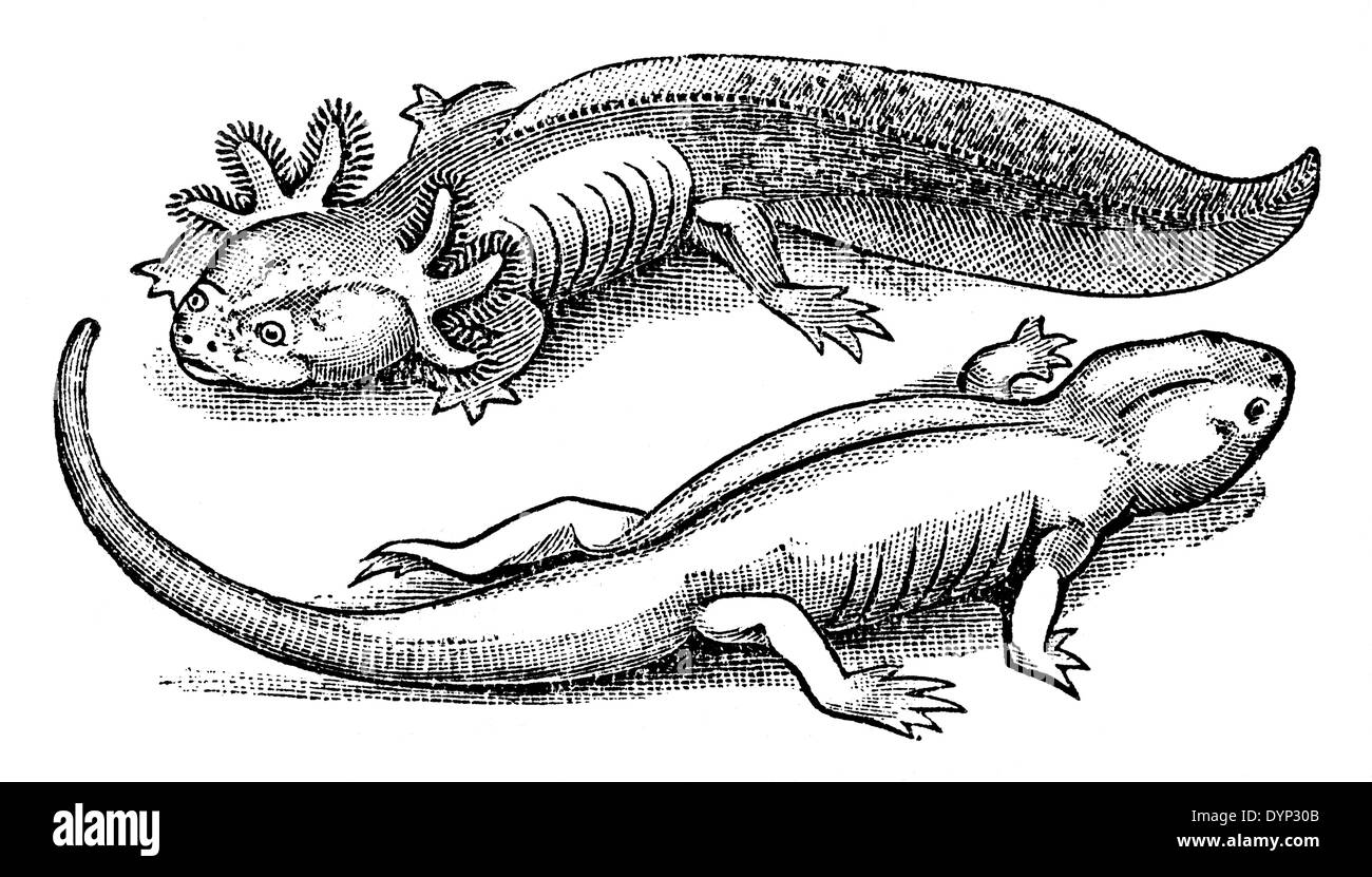 L'axolotl (Ambystoma mexicanum) et la salamandre tigrée (Ambystoma tigrinum), illustration de l'Encyclopédie Soviétique, 1926 Banque D'Images