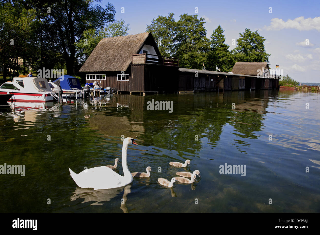 Lac Schweriner See, cygnes, Mecklembourg Poméranie occidentale Banque D'Images