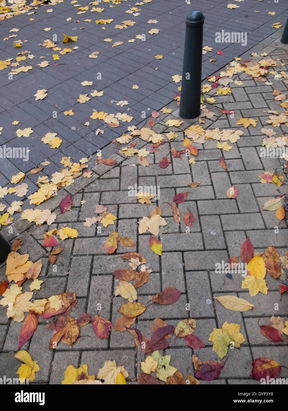 Les feuilles tombées sur le sol pavé, Anvers, Belgique Banque D'Images