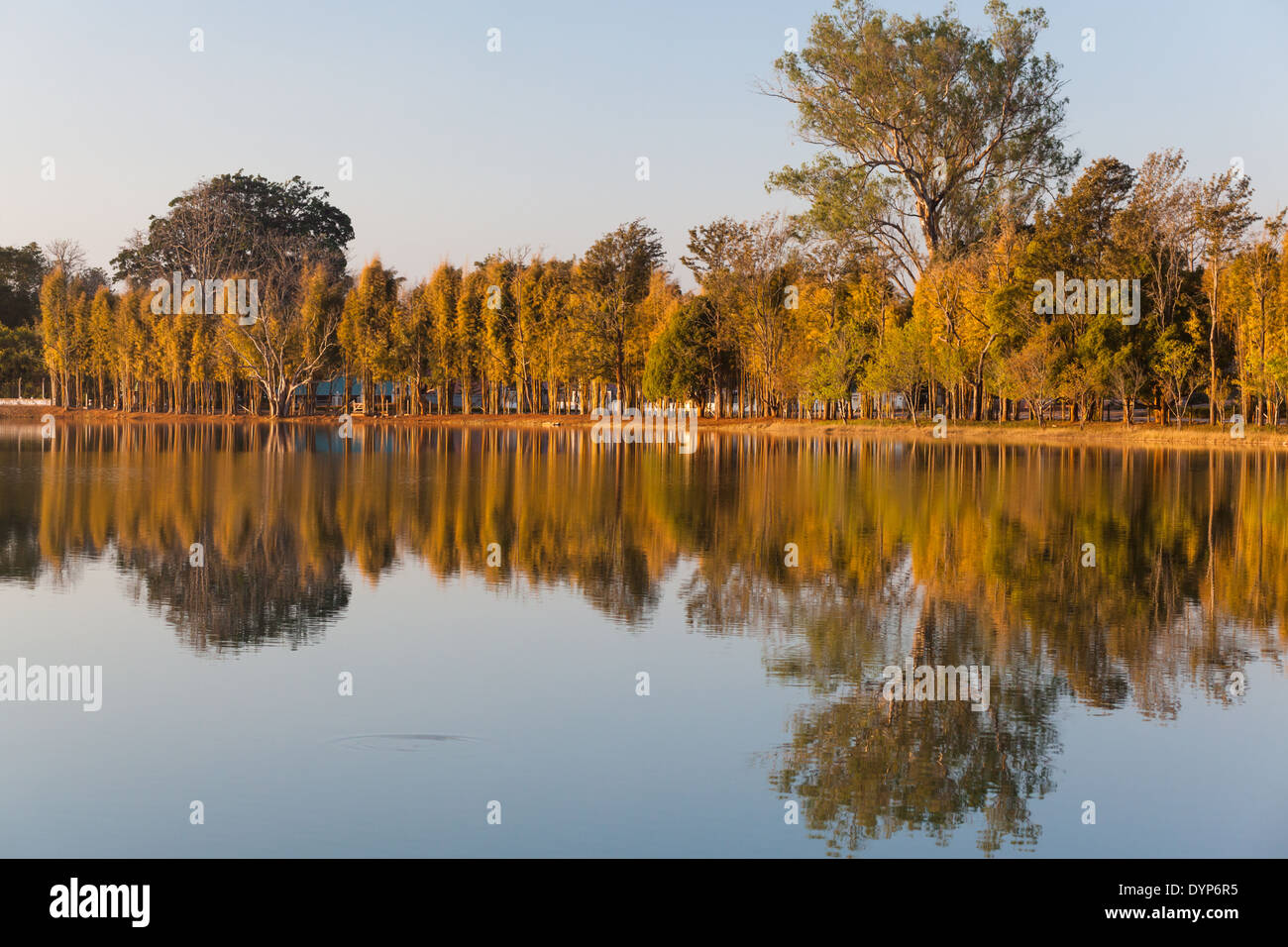 Rangée d'arbres se reflétant dans l'eau, domaine de pyin u lwin, Région de Mandalay, Myanmar (Birmanie) Banque D'Images